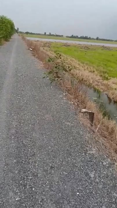 Đất lúa 22.000m² xã Tân Long, Thủ Thừa, Long An - Giá chỉ 8.8 tỷ!