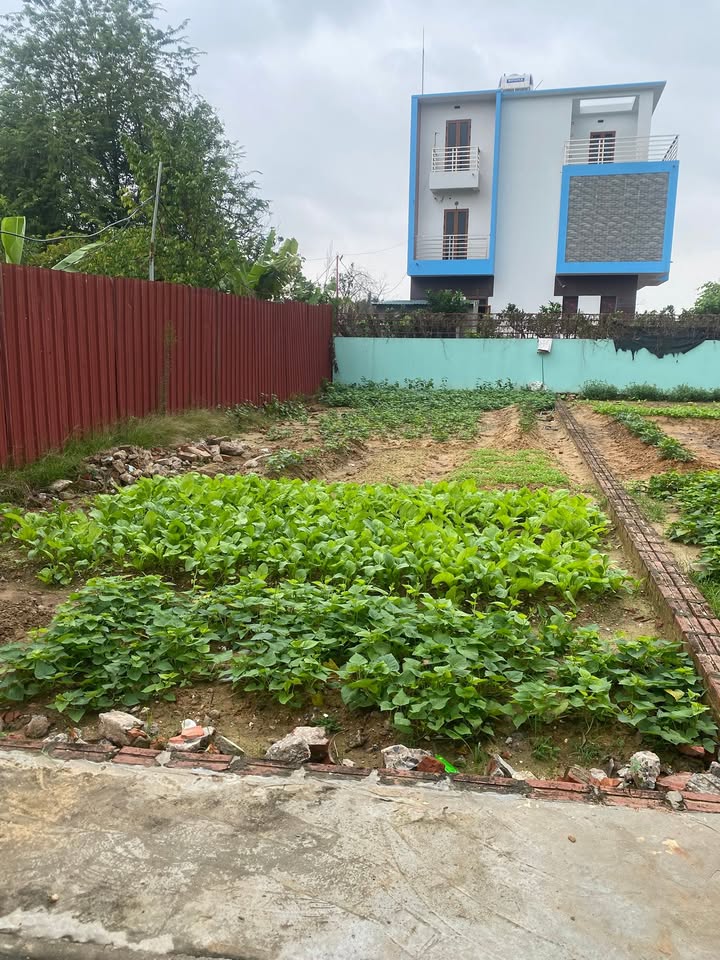 Đất thổ cư thị trấn Quang Minh 99m² giá chỉ 4x triệu/m² - Đầu tư sinh lời ngay!