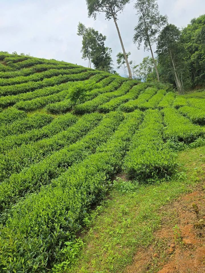 Đất Farm Long Cốc Tân Sơn 2000m² giá chỉ 300 triệu - Cơ hội đầu tư tuyệt vời!