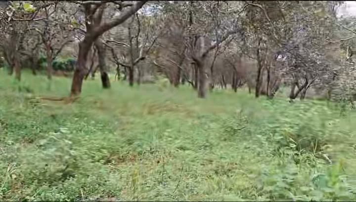 Đất nông nghiệp Thọ Sơn Bù Đăng 58.000m² giá 4.644 tỷ - Đầu tư sinh lời lý tưởng!