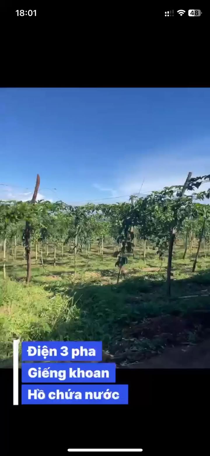 Đất rẫy 25,200m² xã Dun, Chư Sê, Gia Lai - Tiềm năng phân lô sinh lời!