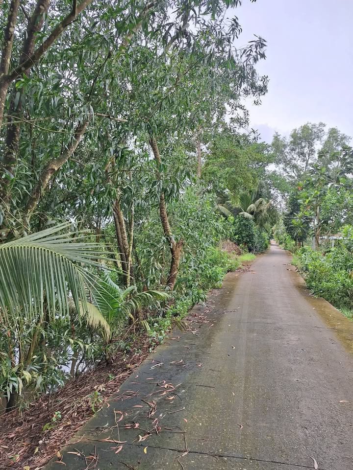 Đất nông nghiệp 15.000m² tại Nhơn Hòa, Tân Thạnh - Giá 2.188 tỷ, mặt tiền đường ô tô