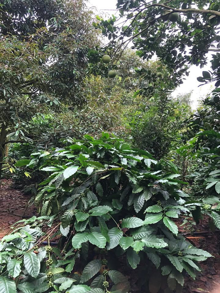 Đất nông nghiệp Ea Hồ, Krông Năng 2500m² giá 1 tỷ - Sẵn sàng đầu tư!