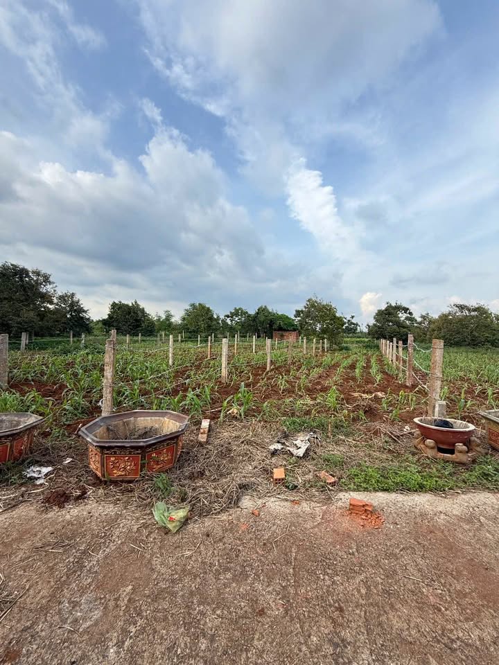 Đất nền liền kề Ea Drông, Buôn Hồ 160m² chỉ 350 triệu - Cơ hội đầu tư tuyệt vời!