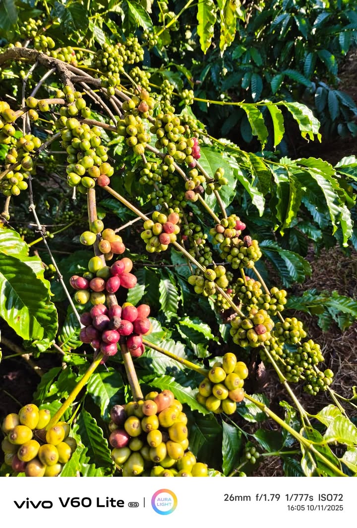 Đất nền 720m² tại Ea Kuêh, Cư M'gar - Chỉ 200 triệu, đầu tư sinh lời ngay!