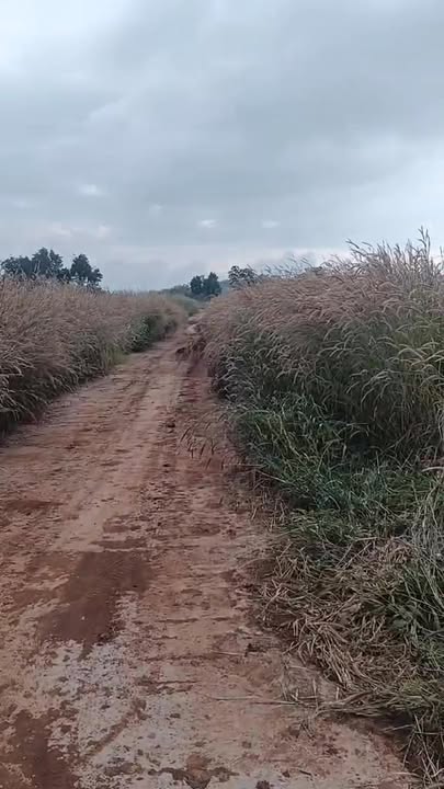 Đất nền 10ha tại xã Kon Chiêng, Gia Lai - Giá chỉ 6.5 tỷ - Đất đỏ bazan chất lượng!