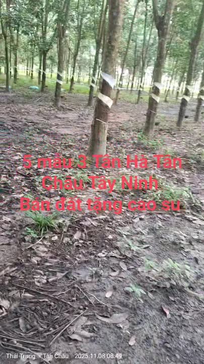 Đất Tặng Cao Su 50.000m² tại Tân Hà, Tân Châu - Cơ Hội Đầu Tư Sinh Lời!