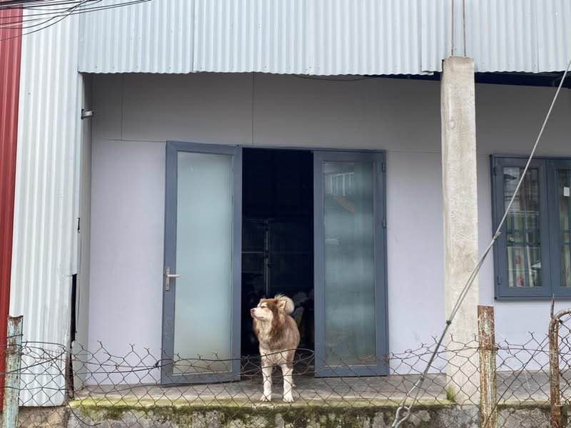 Nhà góc 2 mặt tiền đường Quang Trung, Đà Lạt 117m² giá 4.9 tỷ - Đầu tư sinh lời!