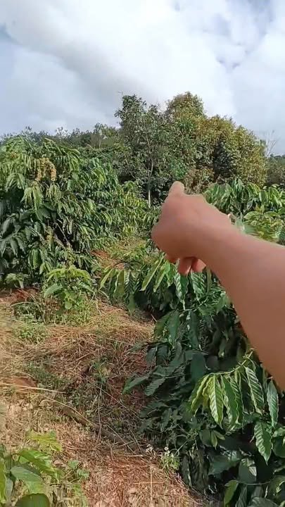 Đất nền 1.2ha tại Quảng Tâm Tuy Đức, giá 970 triệu - Cơ hội đầu tư hấp dẫn!