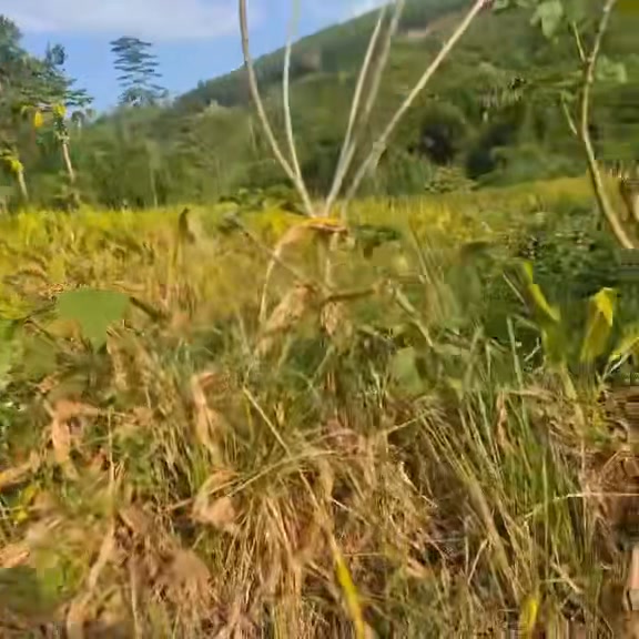 Đất thổ cư Nguyệt Ấn Ngọc Lặc 1591m² - Cơ hội đầu tư hấp dẫn!