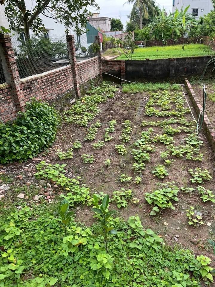 Đất thổ cư Giao Tất A - Kim Sơn - Gia Lâm 45m² giá chỉ 2.95 tỷ - Pháp lý rõ ràng, ô tô vào tận nơi!