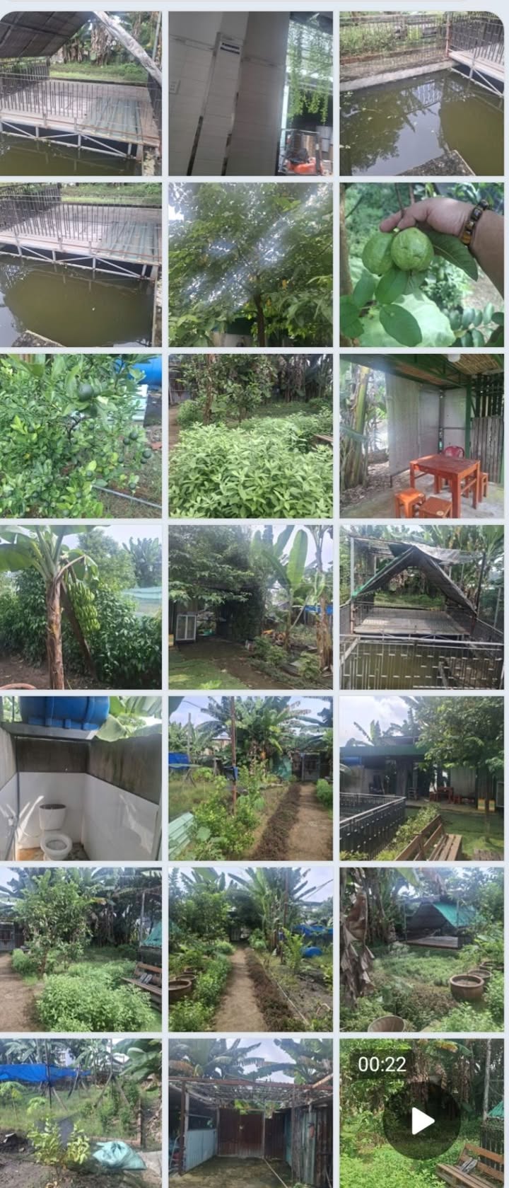 Farm cho thuê tại Lê Thị Riêng, Thới An, quận 12 - Diện tích 800m², giá chỉ 4 triệu/tháng!