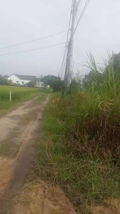 Đất vườn 350m² tại Mỹ Hạnh Bắc, Đức Hòa chỉ 1 tỷ - Cơ hội đầu tư tốt!