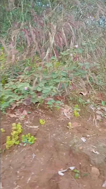 Đất nền xã Đồng Nai Thượng, huyện Cát Tiên 1ha giá chỉ 1 tỷ - Cơ hội đầu tư tuyệt vời!