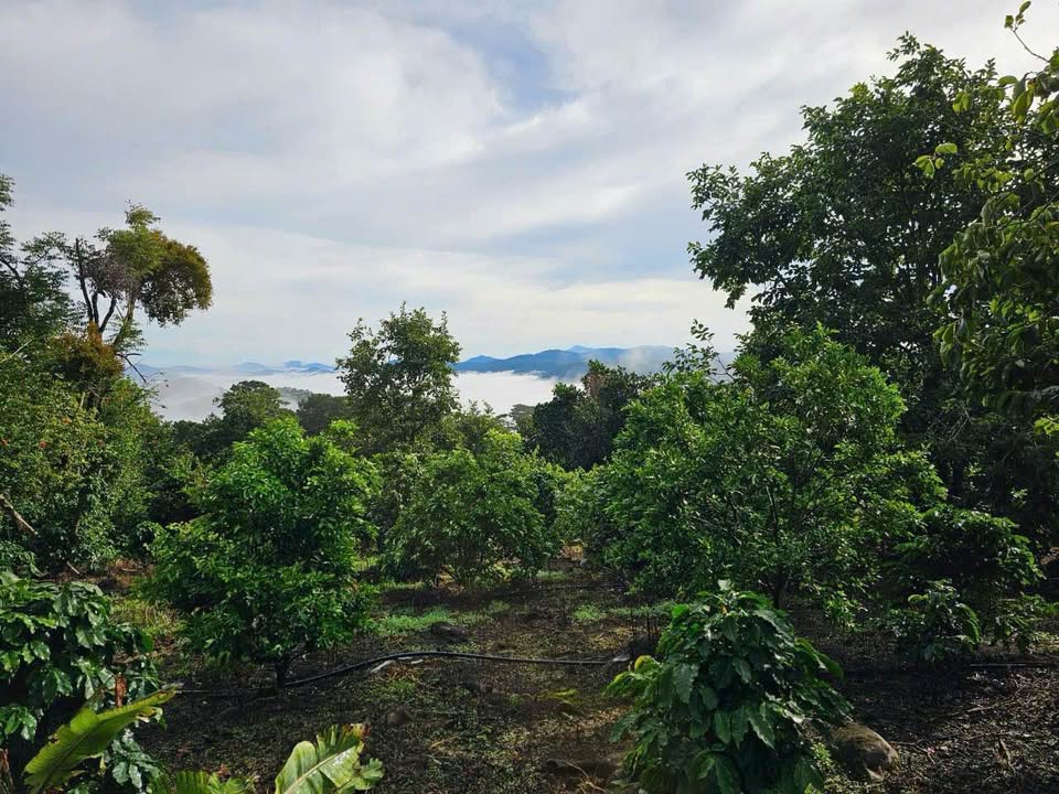 Đất nông nghiệp Trạm Hành Đà Lạt 4220m² giá 1.5 tỷ - View săn mây tuyệt đẹp!