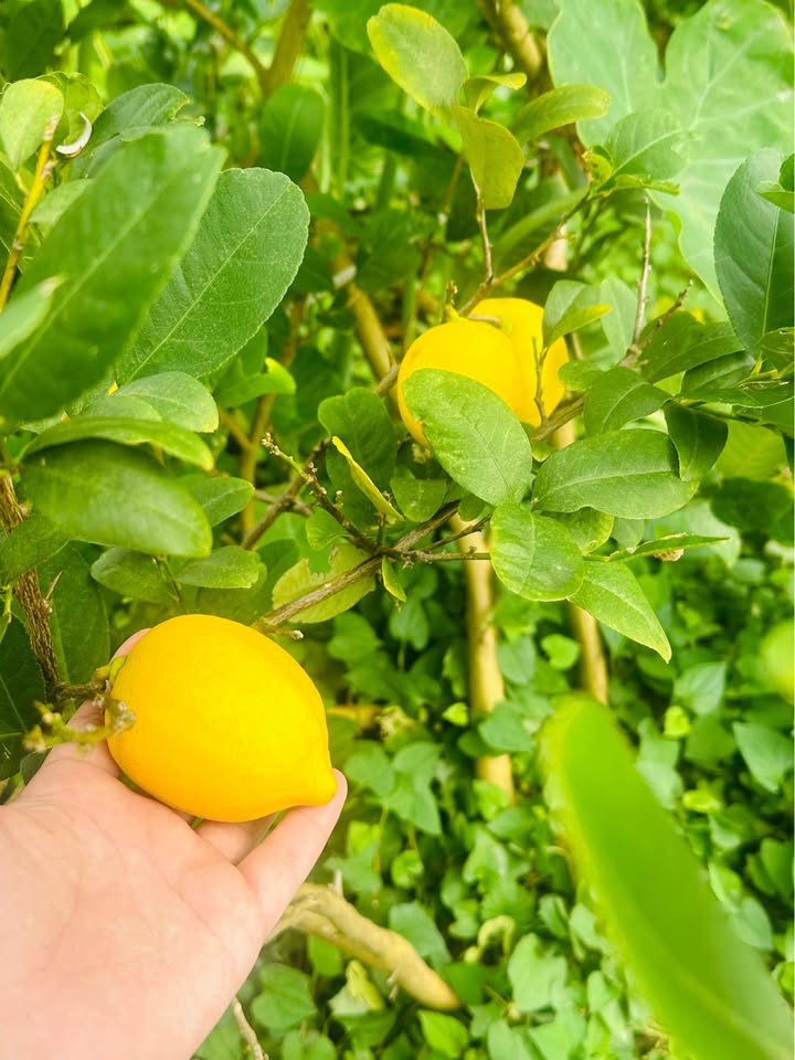 Lô góc Bùi Viện Vĩnh Niệm 55m² giá 6,5 tỷ - Đầu tư sinh lời không thể bỏ qua!