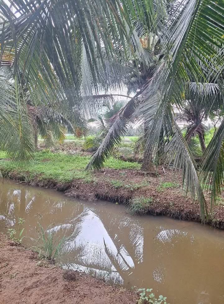 Đất 2 mặt tiền An Ngãi Trung 600m² giá 450 triệu - Đầu tư sinh lời ngay!