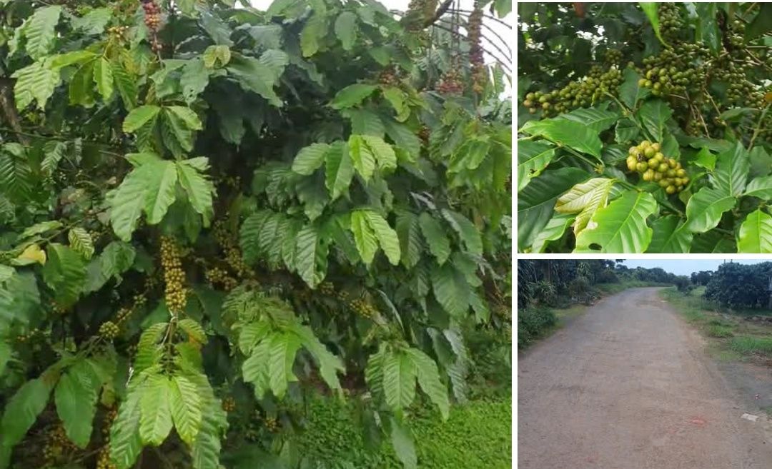 Đất nền thổ cư xã Lộc Phú 20.000m² giá 2.49 tỷ - Sổ đỏ chính chủ