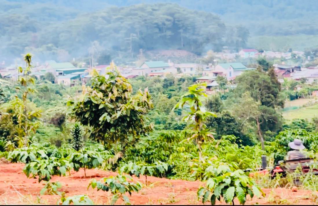 Farm 2,5 sào Lộc Lâm 1 tỷ - Đất đẹp, chính chủ, sẵn sàng đầu tư!