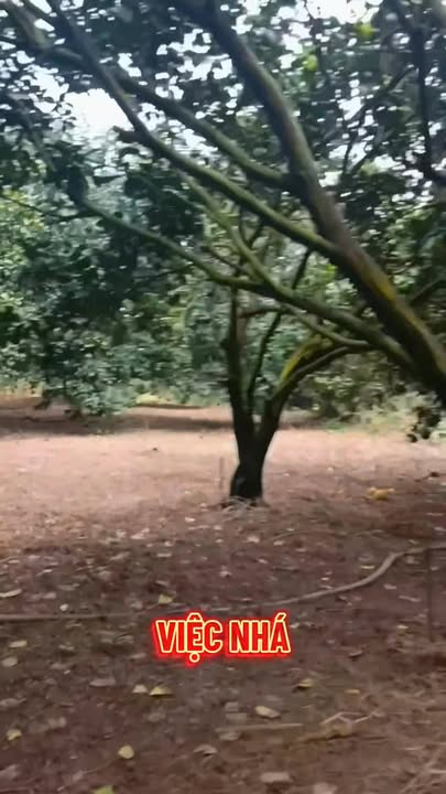 Đất nền 8788m² xã Phú Túc, Định Quán - Giá chỉ 7.56 tỷ, cơ hội đầu tư tuyệt vời!