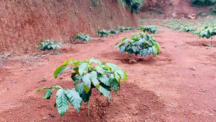 Farm Lộc Lâm 5000m² giá 1 tỷ - Sổ đỏ chính chủ, vị trí đẹp!