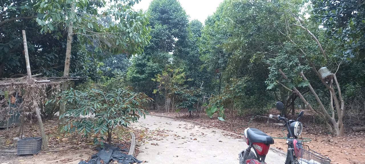 Nhà và vườn cho thuê tại Kim Long, Tam Dương, Phú Thọ 5000m² - Không gian rộng rãi, giá chỉ 3.5 triệu/tháng!