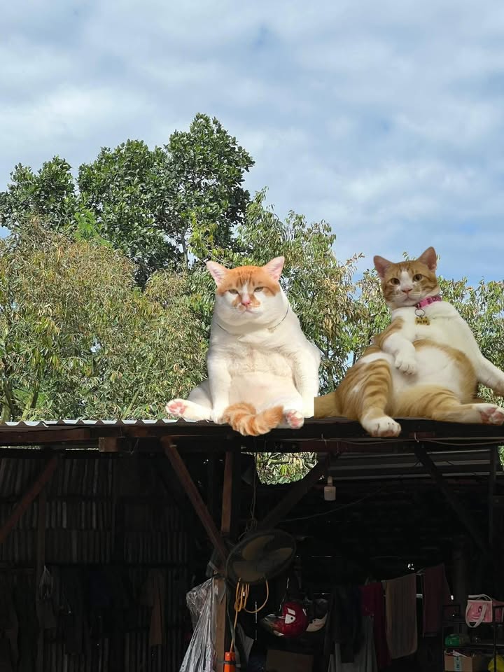 Đất nền Farm tại An Sơn, Hòa Ninh 1156m² giá 12 tỷ - Cơ hội đầu tư không thể bỏ lỡ!