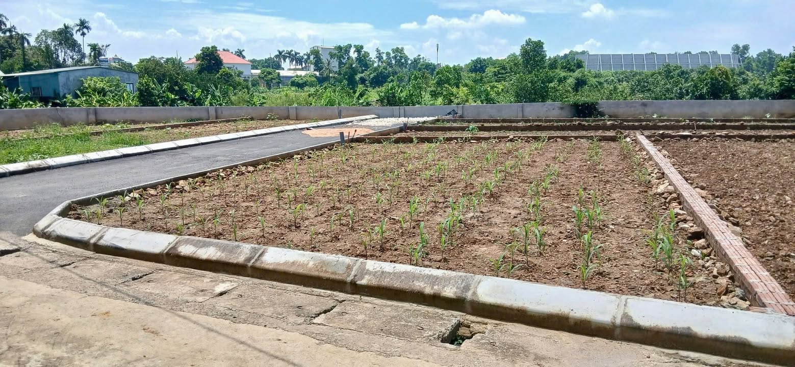 Đất nền lô góc Hoa Hậu, Phú Cát 100,3m² - Vị trí đẹp, giá hợp lý!