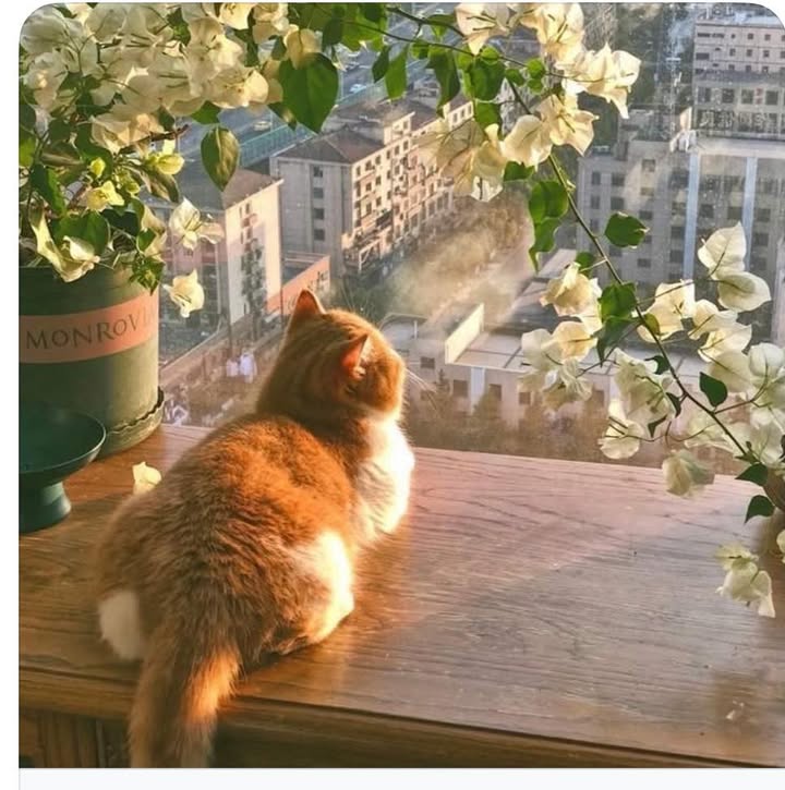 Đất nền KDC Đồng Lim - Ngọc Lý, Tân Yên 114m² giá thỏa thuận - Sổ đỏ chính chủ!