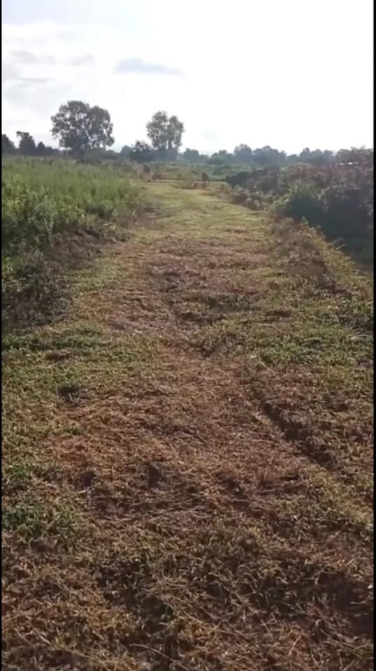 Đất Farm 1ha Hồng Liêm, Hàm Thuận Bắc giá 770 triệu - Cơ hội đầu tư hấp dẫn!