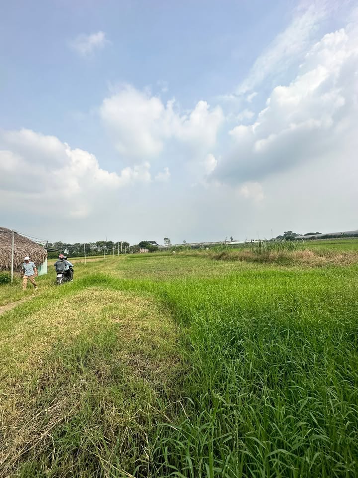 Đất nền sổ đỏ 1.6ha tại Vĩnh Lộc A, Bình Chánh giá chỉ 2.6 tỷ - Cơ hội đầu tư tuyệt vời!