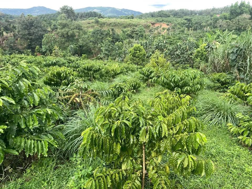 Lô rẫy 5 sào Ea Ral Đắk Lắk giá 729 triệu - Cơ hội đầu tư hấp dẫn!