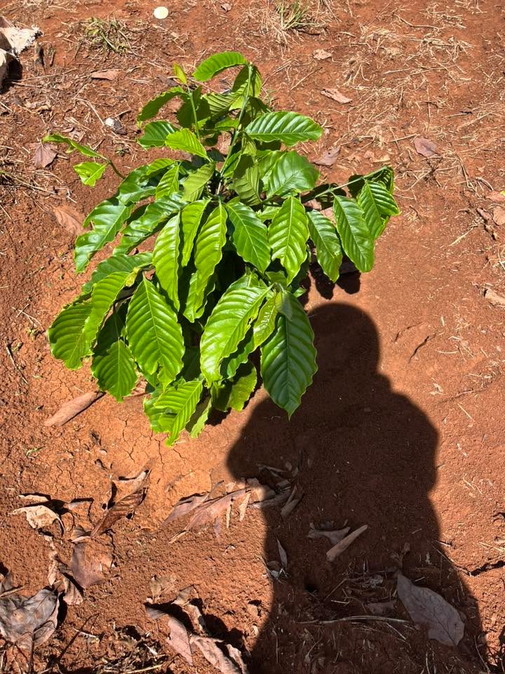 Đất nền 6,7 sào tại xã Ea Khal, giá chỉ 829 triệu - Cơ hội đầu tư tuyệt vời!