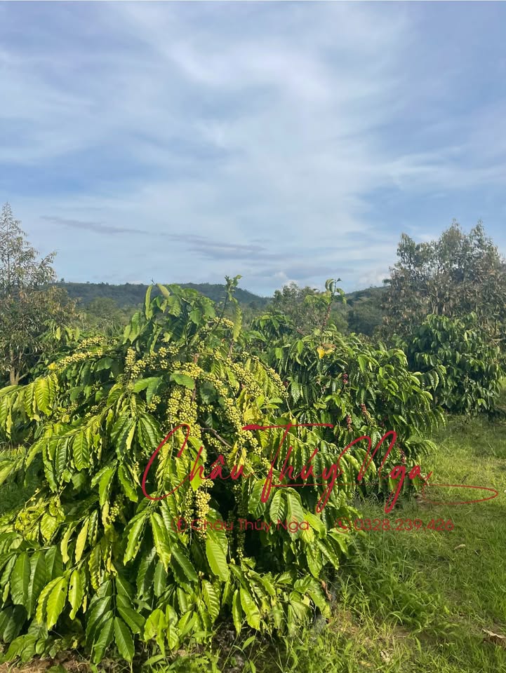 Đất nông nghiệp 2ha tại Cư Mốt, Ea H'leo, Đắk Lắk giá 2 tỷ - Cơ hội đầu tư hấp dẫn!