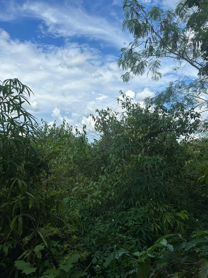 Đất nền Ea Sol, Ea H’Leo, Đắk Lắk 5000m² giá chỉ 520 triệu - Đầu tư sinh lời nhanh!