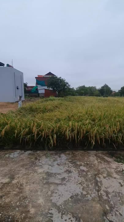 Bán đất thổ cư 100m² Nghĩa Thành, Nghĩa Hưng chỉ 3xx triệu - Thương lượng nhẹ!