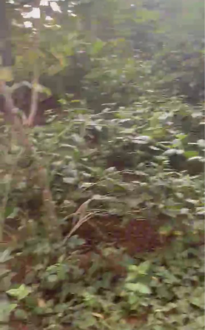 Đất trang trại 1.5ha tại Thanh Sơn, Ba Vì chỉ 800 triệu - Cơ hội đầu tư tuyệt vời!