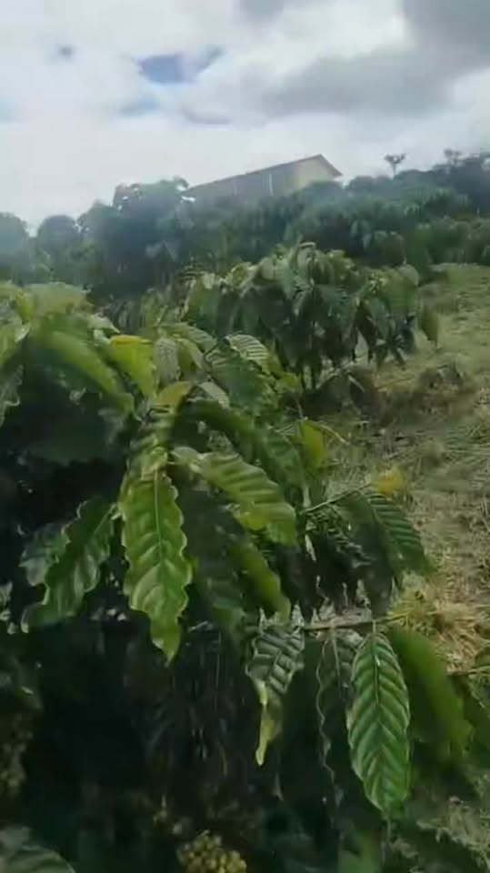 Đất nền đẹp tại Phi Tô, Lâm Hà 2.8ha giá 5.7 tỷ - Tiềm năng đầu tư tuyệt vời!