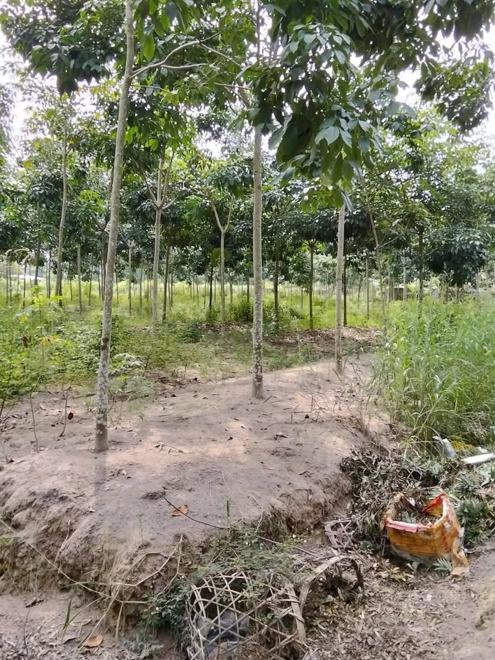 Đất Trường Đông Hòa Thành 900m² giá 900 triệu - 3 mặt tiền đường thuận lợi!