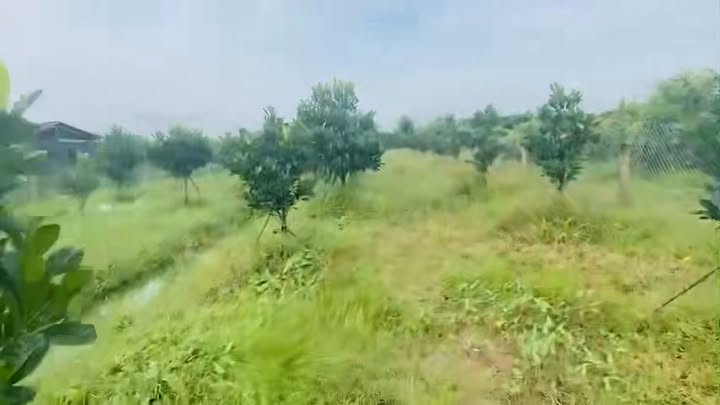 Đất thổ cư Tân Hưng, Chợ Gạo 1000m² giá 1.25 tỷ - Pháp lý rõ ràng!