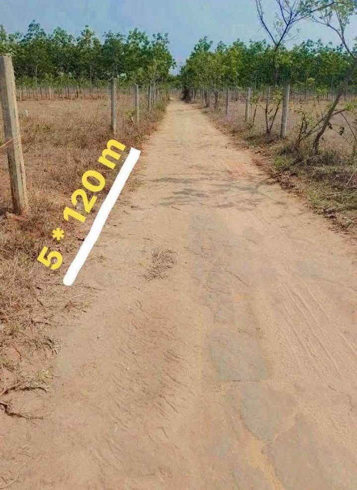 Đất Nông nghiệp liền kề trường THPT Ngô Mây, 600m² giá thỏa thuận - Cơ hội đầu tư lý tưởng!