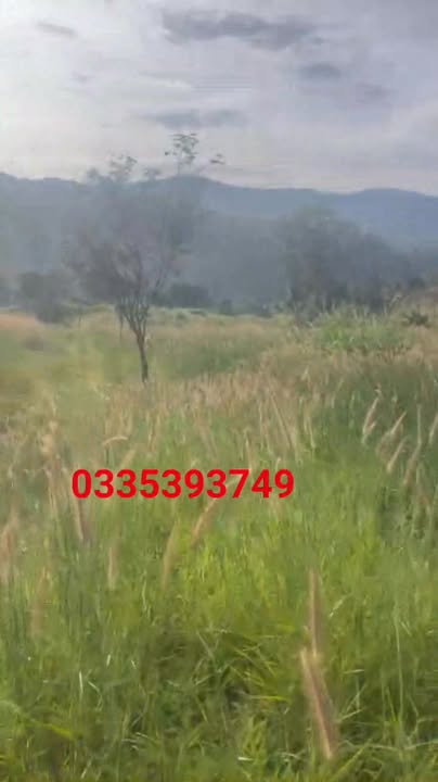 Đất nông nghiệp Quảng Trực 5ha giá 3.5 tỷ - Tiềm năng đầu tư lớn!