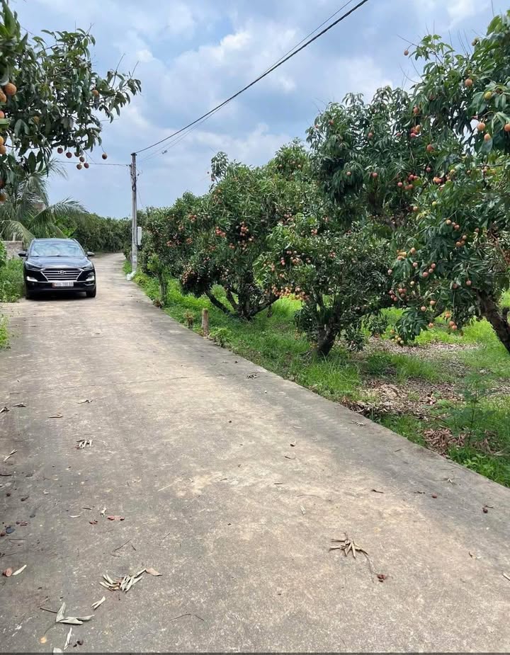 Mảnh vườn 1600m² Vô Tranh, Lục Nam - Giá chỉ 1xxx triệu, cực hiếm!