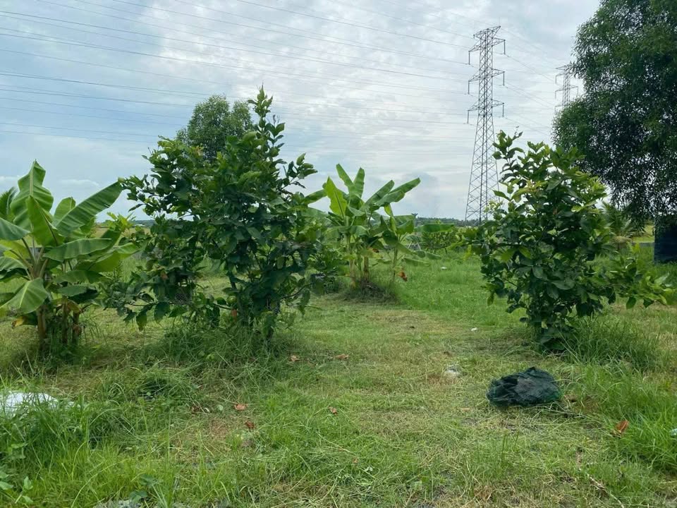 Đất mặt tiền Đỗ Đăng Tuyển, Nhuận Đức, Củ Chi 1132m² giá 8.5 tỷ - Tiềm năng đầu tư lớn!