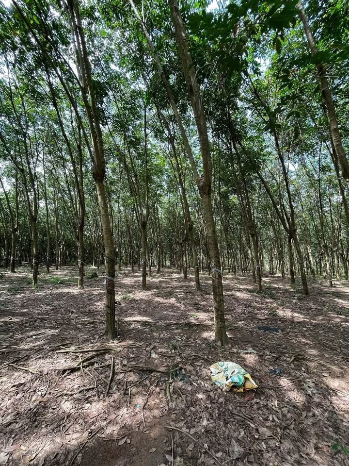 Đất farm Lộc Quang, Lộc Ninh 30000m² giá chỉ 1 tỷ - Cơ hội đầu tư hấp dẫn!