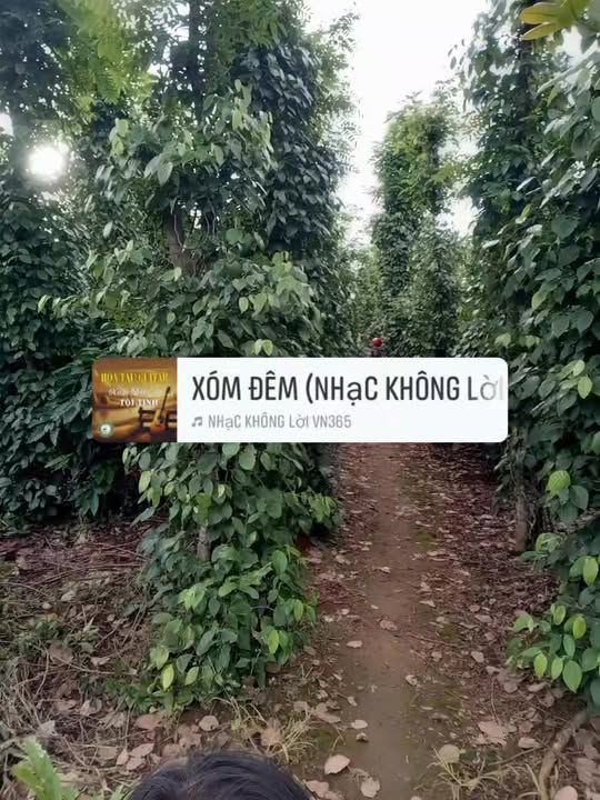 Farm 80.000m² tại Krông Nô, Đắk Nông - Cơ hội đầu tư hấp dẫn!