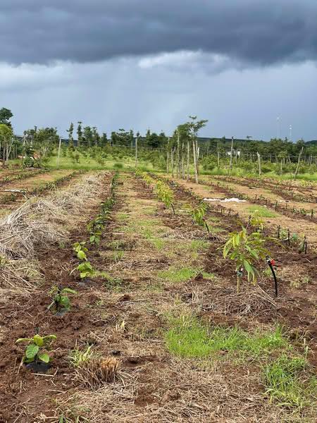 Đất nông nghiệp Ea Ral 7000m² giá 989 triệu - Pháp lý rõ ràng, đầu tư sinh lời!