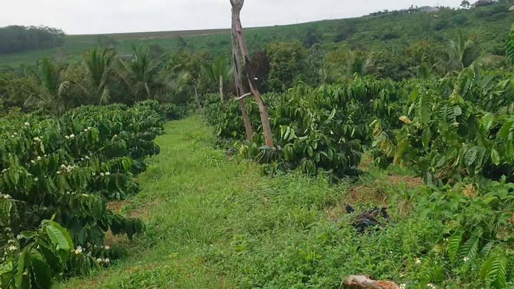 Đất nền 7 sào xã Ia Drăng Chư Prông giá 1.2 tỷ - Đầu tư sinh lời hấp dẫn!