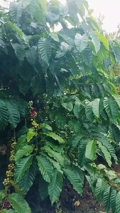 Đất nền Quảng Tiến, Cư M'gar 5000m² giá 2.85 tỷ - Cơ hội đầu tư tuyệt vời!