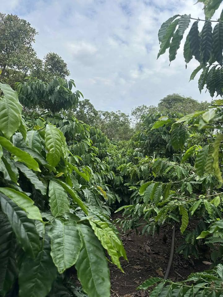 Đất nông nghiệp 2ha tại Quảng Hiệp, Cư M'gar - Giá chỉ 2.5 tỷ, thương lượng tốt!